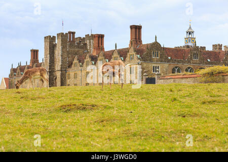 Junge Rehe grasen Knole House, aus dem 16. Jahrhundert historischen englischen Landsitz in Kent, UK Stockfoto