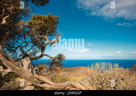 Uralter knorpeliger einheimischer Wacholderbaum (Juniperus canariensis) in La Dehesa, an der Westküste von El Hierro, Kanarische Inseln, Spanien Stockfoto