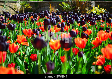 Formaler Garten von Tulpen in Chatsworth House Derbyshire Stockfoto