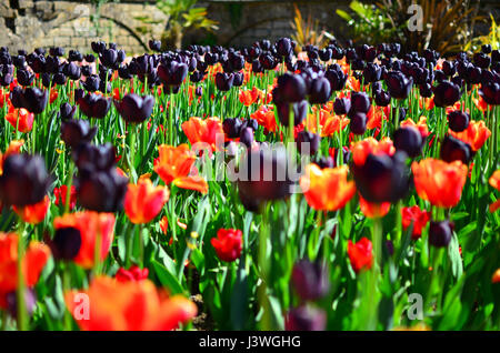 Formaler Garten von Tulpen in Chatsworth House Derbyshire Stockfoto