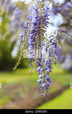 Lavendel Glyzinie (Wisteria Floribunda) in einem englischen Landschaft Garten Stockfoto