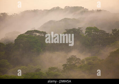 Nebligen Regenwald nach Regenfällen im Soberania Nationalpark, Republik von Panama. Stockfoto