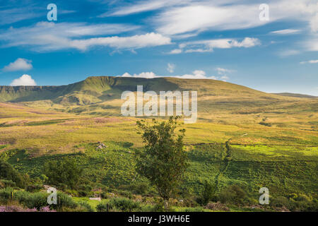 Die Niere-Tal, Comeragh Mountains, Grafschaft Waterford, Irland, an einem sonnigen Abend im späten August mit lila Heidekraut blühen Stockfoto