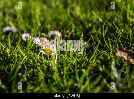 Nahaufnahme von zwei gemeinsamen Gänseblümchen - Bellis Perennis - guckt aus dem Rasen. Stockfoto