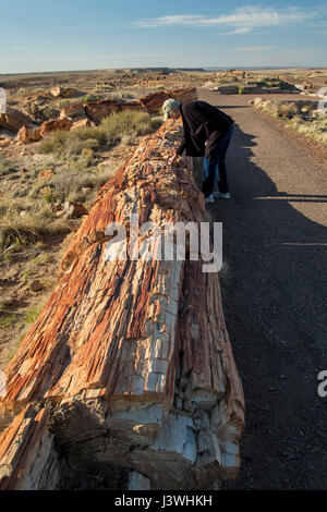 Ein Besucher untersucht ein versteinertes Protokoll im Bereich Kristallwald des Petrified Forest National Park. Stockfoto