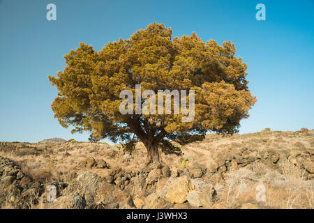 Antiker Wacholderbaum, Juniperus canariensis, wächst auf malpais mit jungen Lavaströmen in der Nähe von Tacoron, an der Südküste von El Hierro, Kanarische Inseln Stockfoto