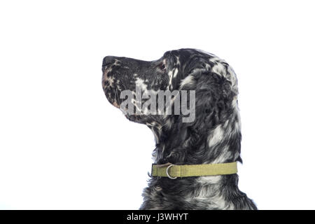 Englisch Setter Hund auf weißem Hintergrund Stockfoto