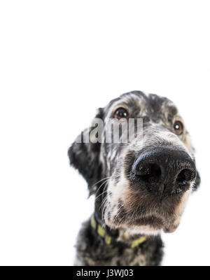 Englisch Setter Hund auf weißem Hintergrund Stockfoto