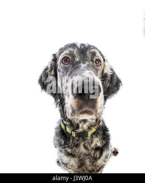 Englisch Setter Hund auf weißem Hintergrund Stockfoto
