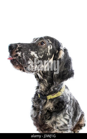 Englisch Setter Hund auf weißem Hintergrund Stockfoto