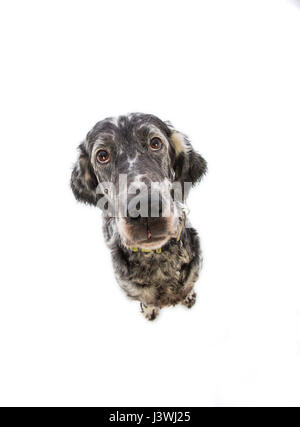 Englisch Setter Hund auf weißem Hintergrund Stockfoto