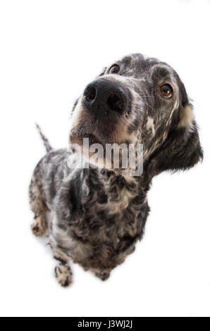 Englisch Setter Hund auf weißem Hintergrund Stockfoto