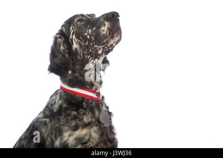 Englisch Setter Hund auf weißem Hintergrund Stockfoto