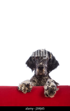 Englisch Setter Hund auf dem sofa Stockfoto