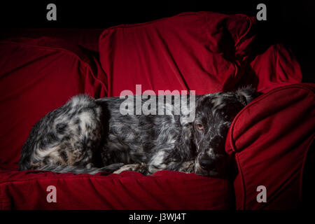 Englisch Setter Hund auf dem sofa Stockfoto