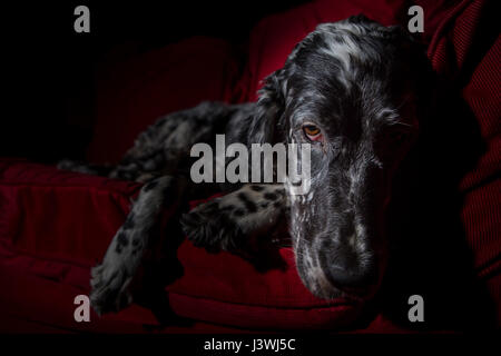 Englisch Setter Hund auf dem sofa Stockfoto