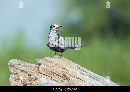 Auf Treibholz Berufung juvenile Black Tern Stockfoto