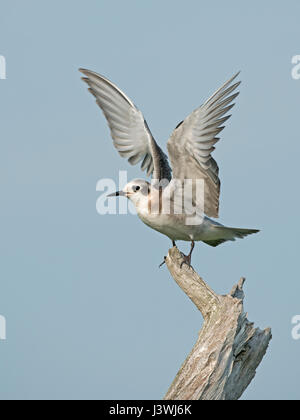 Black Tern Küken auf Treibholz Roost hebt seine Flügel Stockfoto