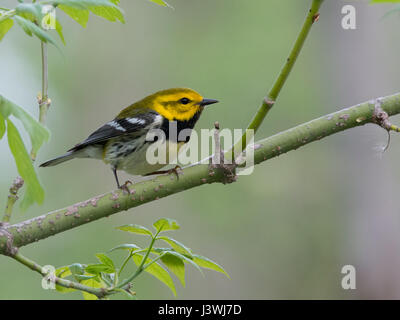 Black-throated grüner Laubsänger männlichen Posen auf den grünen Zweig Stockfoto