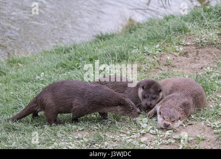 Eurasische Fischotter (Lutra Lutra). Familie spielen auf Rasen Bank. Stockfoto