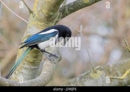 Elster (Pica Pica) thront auf einem Ast Stockfoto