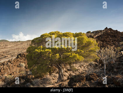 Antiker Wacholderbaum, Juniperus canariensis, wächst auf malpais mit jungen Lavaströmen in der Nähe von Tacoron, an der Südküste von El Hierro, Kanarische Inseln Stockfoto