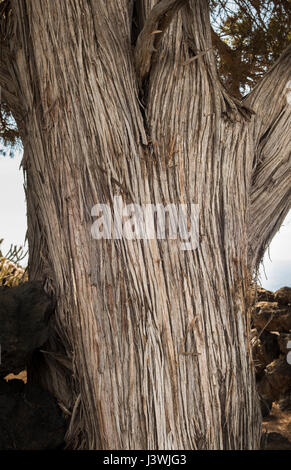 Detail der Rinde und Stamm der alten Wacholder (Juniperus Turbinata) in der Nähe von Tacoron, auf der südlichen Küste von El Hierro, Kanarische Inseln, Spanien Stockfoto