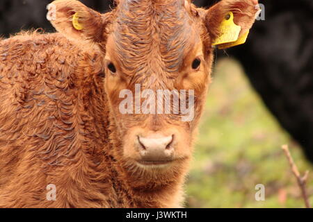 Nahaufnahme, Porträt eines jungen Braunen Kuh mit einem gelben Tags in seinem Ohr außerhalb im regnerischen Wetter Stockfoto