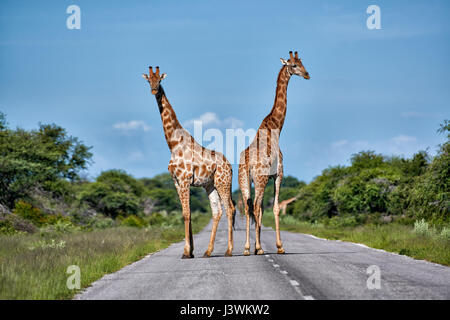 Giraffen unterwegs im Etosha National Park Stockfoto