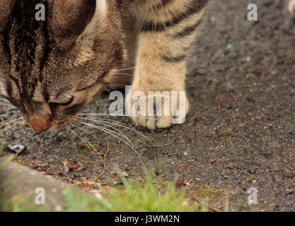 Nahaufnahme eines isolierten weiblichen tabby Katze draußen Schnüffeln am Boden Stockfoto