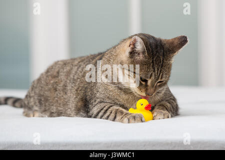 Lustige Katze im Bett Stockfoto