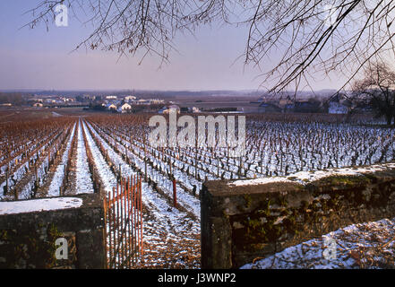 Burgund Schnee Weinberg winter Premier Cru "Les Chaillots" Weinberg unter leichter Schnee, Pommard, Côte d'Or, Côte de Beaune Burgund Frankreich. Stockfoto