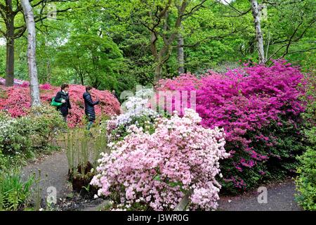 Die Isabella Plantation in Richmond Park London UK Stockfoto