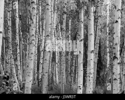 Birkenrinde Wald abstrakt weiß dicht wachsenden Bäumen Form abstrakt Hintergrundbild. Stockfoto