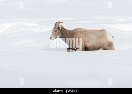 Rocky Mountain Dickhornschaf (Ovis Canadensis) im Winter, weibliche Erwachsene, Wandern durch den Tiefschnee, Yellowstone-Nationalpark, Wyoming, USA. Stockfoto