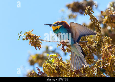 Europäische Bienenfresser (Merops Apiaster) Stockfoto