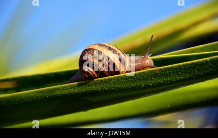 Eine Nahaufnahme einer Schnecke auf einer weißen Steinoberfläche aus