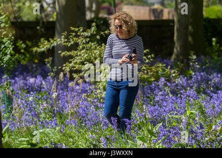 Frau, die in Warton Hall Gardens, Fylde, Großbritannien, das blühende Bluebell-Waldgebiet Großbritanniens erkundet. Mai 2017. Sonniger Frühlingstag, wenn auch ein wenig kalt, während die Besucher unter der fantastischen Auswahl an Frühlingsblebells erkunden. Bluebell-Hölzer, in denen diese Lieblingsblume in formelle Pflanzung integriert ist. Warton Hall ist ein georgianisches Herrenhaus in 4 Hektar Garten mit einem schönen bluebell Waldspaziergang. Einst im Besitz von Augustus Wyckham Clifton aus der Clifton-Familie von Lytham, Lancashire. Stockfoto