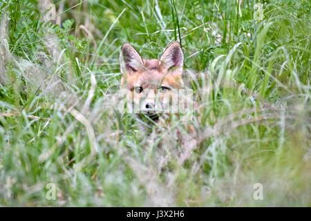 Rotfuchs kit (Vulpes Vulpes) versteckt in hohe Gräser Stockfoto