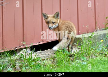 Maryland, USA. 7. Mai 2017. Das kit Rotfuchs (Vulpes Vulpes) stehen neben einem roten Scheune. Bildnachweis: Jeramey Lende/Alamy Live-Nachrichten Stockfoto