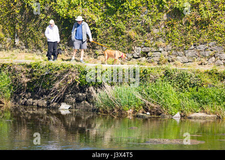 Conwy County, Wales,. UK Wetter, herrlichen Sonnenschein an der britischen Westküste heute einschließlich North Wales. - Ein Paar, wenn ich Ihren Hund am Ufer des Flusses Conwy in Llanwrst in die Herrlich warme Sonne im Norden von Wales Stockfoto