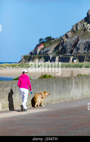 Conwy County, Wales, UK. UK Wetter, herrlichen Sonnenschein an der britischen Westküste heute einschließlich North Wales. - Ein Wanderer ihr Hund zum Spaziergang in der wunderschönen Wetter Deganwy Promenade im Norden von Wales mit dem Great Orme von Llandudno im Hintergrund Stockfoto