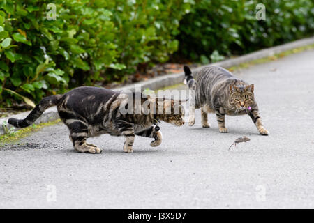 Christchurch, Neuseeland. 16. April 2017. Christchurch, New Zealand - 16. April 2017 - zwei Katzen spielen mit der Maus in eine private Auffahrt am 16. April 2017 in Christchurch, Neuseeland. Das einstündige Katz-und-Maus-Spiel war für das kleine Tier tödlich. | Nutzung weltweit Credit: Dpa/Alamy Live-Nachrichten Stockfoto