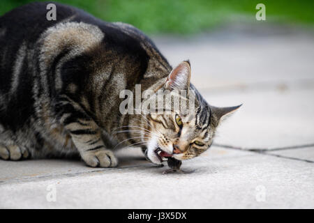 Christchurch, Neuseeland. 16. April 2017. Christchurch, New Zealand - 16. April 2017 - (Anmerkung der Redaktion: Bild enthält unzulässige Inhalte.) Eine Katze frisst eine Maus in einem privaten Hinterhof am 16. April 2017 in Christchurch, Neuseeland. Das einstündige Katz-und-Maus-Spiel war für das kleine Tier tödlich. | Nutzung weltweit Credit: Dpa/Alamy Live-Nachrichten Stockfoto