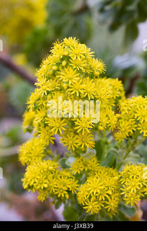 Aeonium Glutinosum Blüten im Frühjahr. Stockfoto