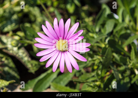 Rosa Blume Herbers. Auch bekannt als Osteospermum Jucundum Stockfoto