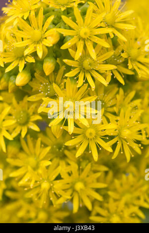 Aeonium Glutinosum Blüten im Frühjahr. Stockfoto