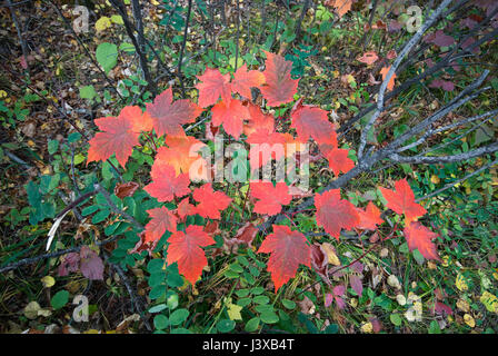 Blätter von kanadischem Ahorn (Acer Saccharum), Riding Mountain National Park, Manitoba, Kanada Stockfoto