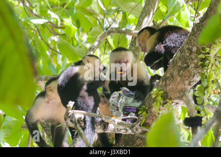 Eine Gruppe von wild white-headed Kapuzineraffen (Cebus capucinus) Essen eine Tüte mit Snacks von der ahnungslose Touristen swiped. Stockfoto