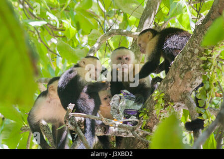 Eine Gruppe von wild white-headed Kapuzineraffen (Cebus capucinus) Essen eine Tüte mit Snacks von der ahnungslose Touristen swiped. Stockfoto